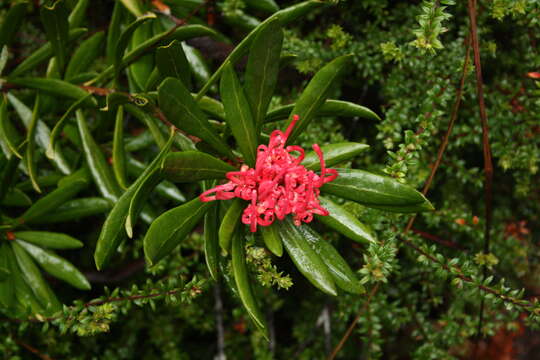 Image of Telopea truncata (Labill.) R. Br.