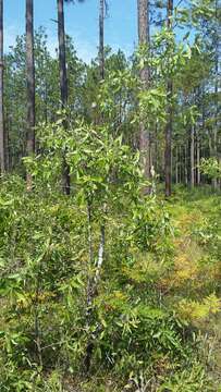 Image of Bluejack Oak