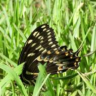 Image of Palamedes Swallowtail