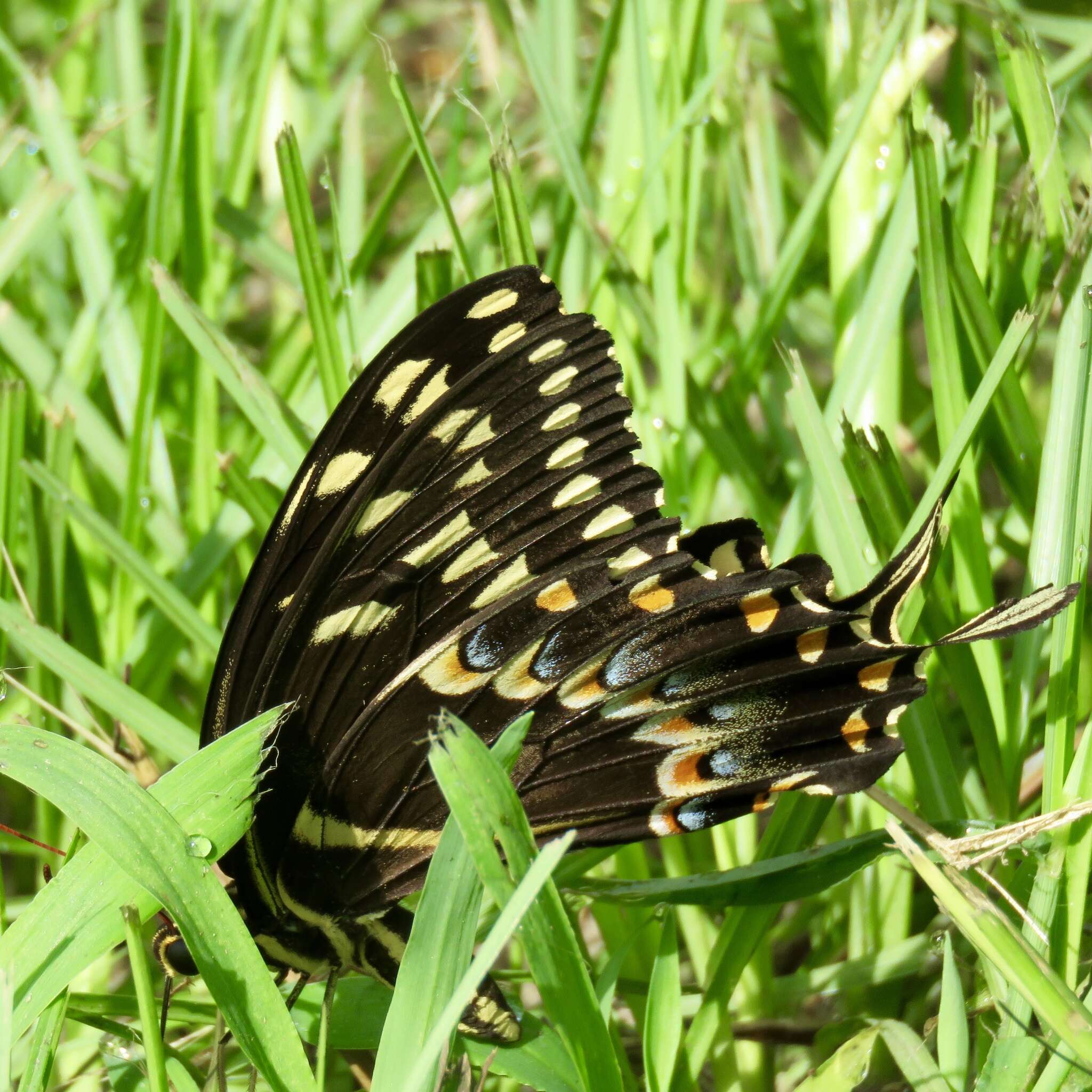 Image of Palamedes Swallowtail