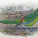 Image of Lord Howe Parakeet