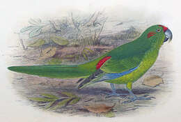 Image of Lord Howe Parakeet