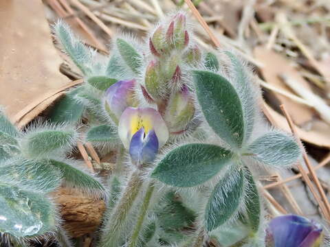 Image of Huachuca Mountain lupine