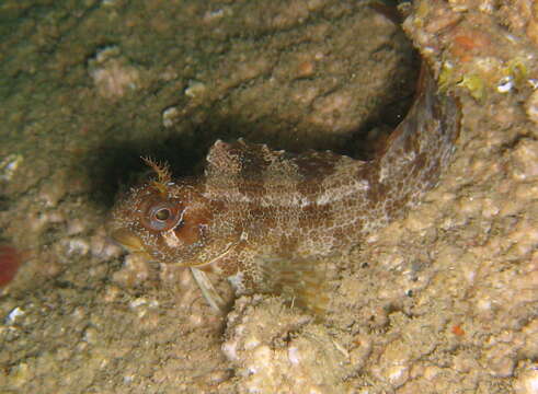 Image of Tompot Blenny