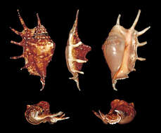 Image of Common Spider Conch