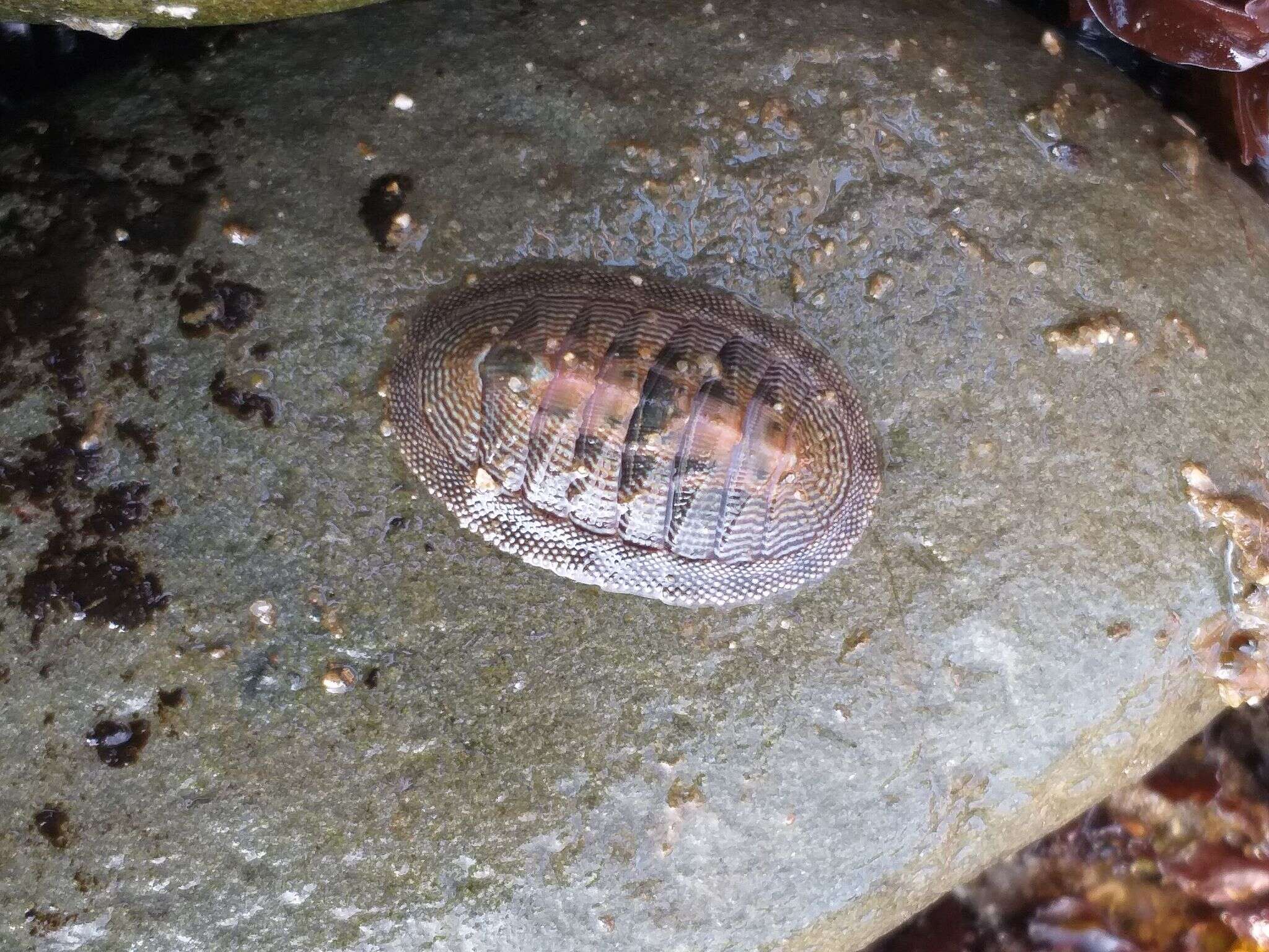 Image of Chiton cumingsii Frembly 1827