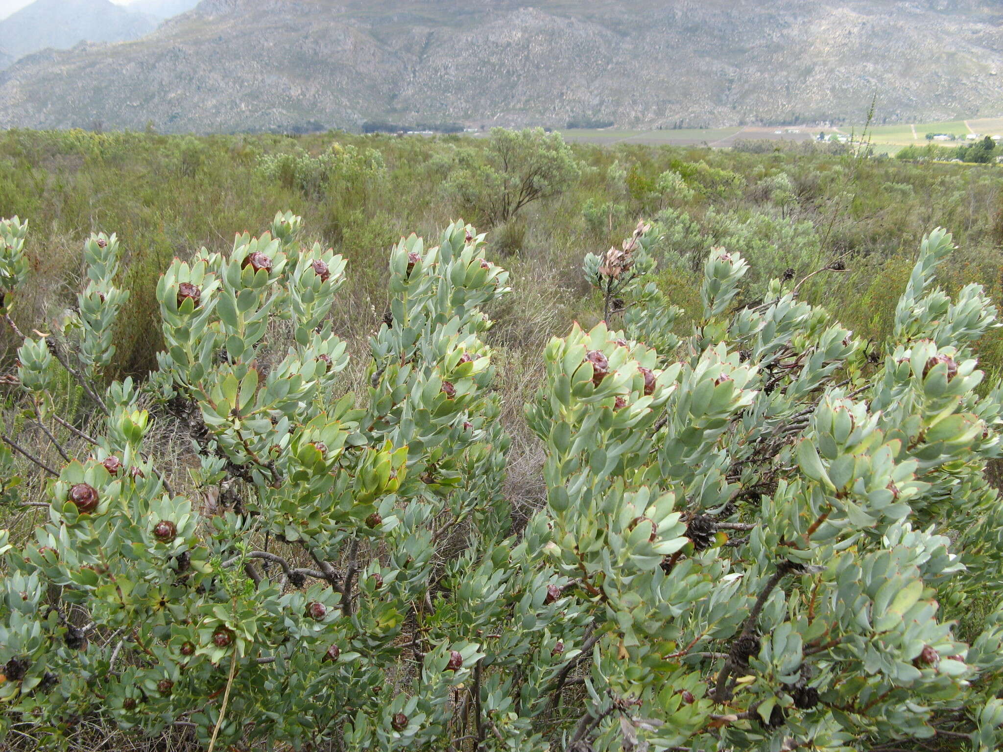 Image of Leucadendron loranthifolium (Salisb. ex Knight) I. Williams