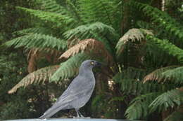 Image of Black Currawong