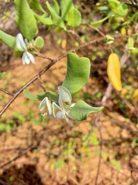 Image of Baphia madagascariensis (A. Heller) A. Heller