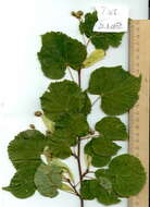 Image of Basswood