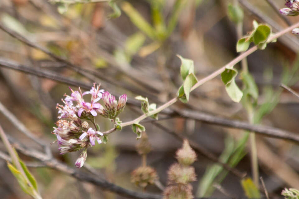 Sivun Acourtia microcephala DC. kuva