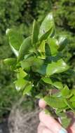 Image of Cedros Island Oak