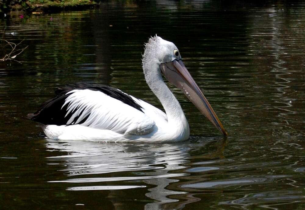 Image of Australian Pelican