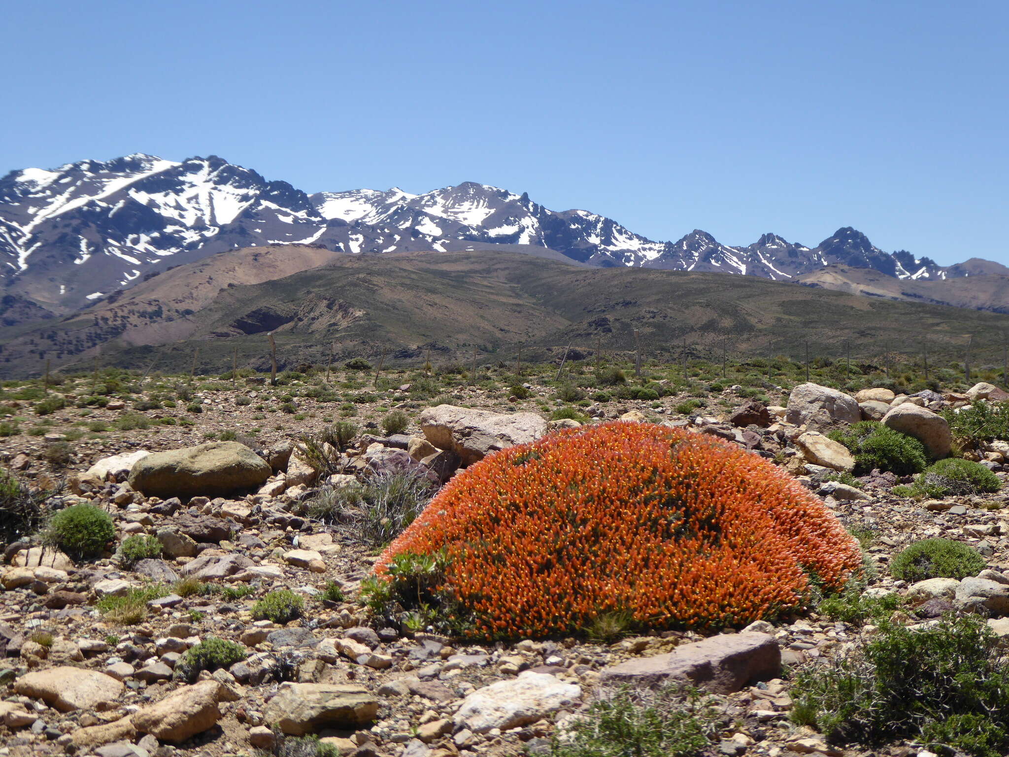 Imagem de Anarthrophyllum strigulipetalum Soraru