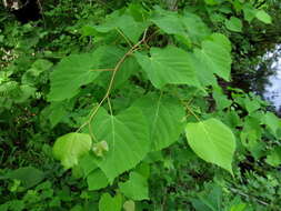 Image of Amur Lime