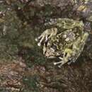 Image of Boulenger's Backpack Frog