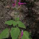 Image of Salvia dorisiana Standl.