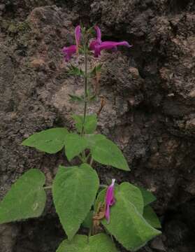 Image of Salvia dorisiana Standl.