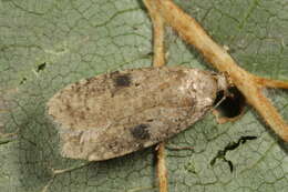 Image of Agonopterix propinquella Treitschke 1835