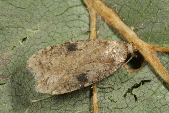 Image of Agonopterix propinquella Treitschke 1835