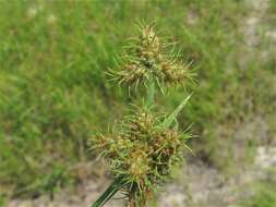 Image of Bush's umbrella-sedge