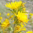 Image of Scolymus grandiflorus Desf.