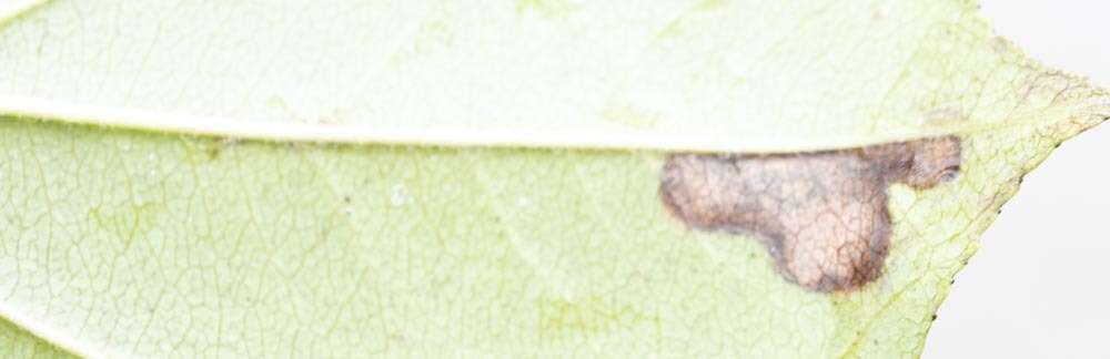 Sivun Stigmella rhamnicola (Braun 1916) Newton et al. 1982 kuva