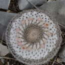 Image of Mammillaria formosa subsp. chionocephala (J. A. Purpus) D. R. Hunt