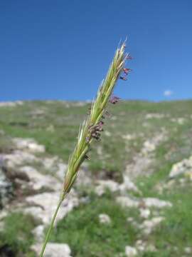 صورة Psathyrostachys rupestris (F. N. Alex.) Nevski