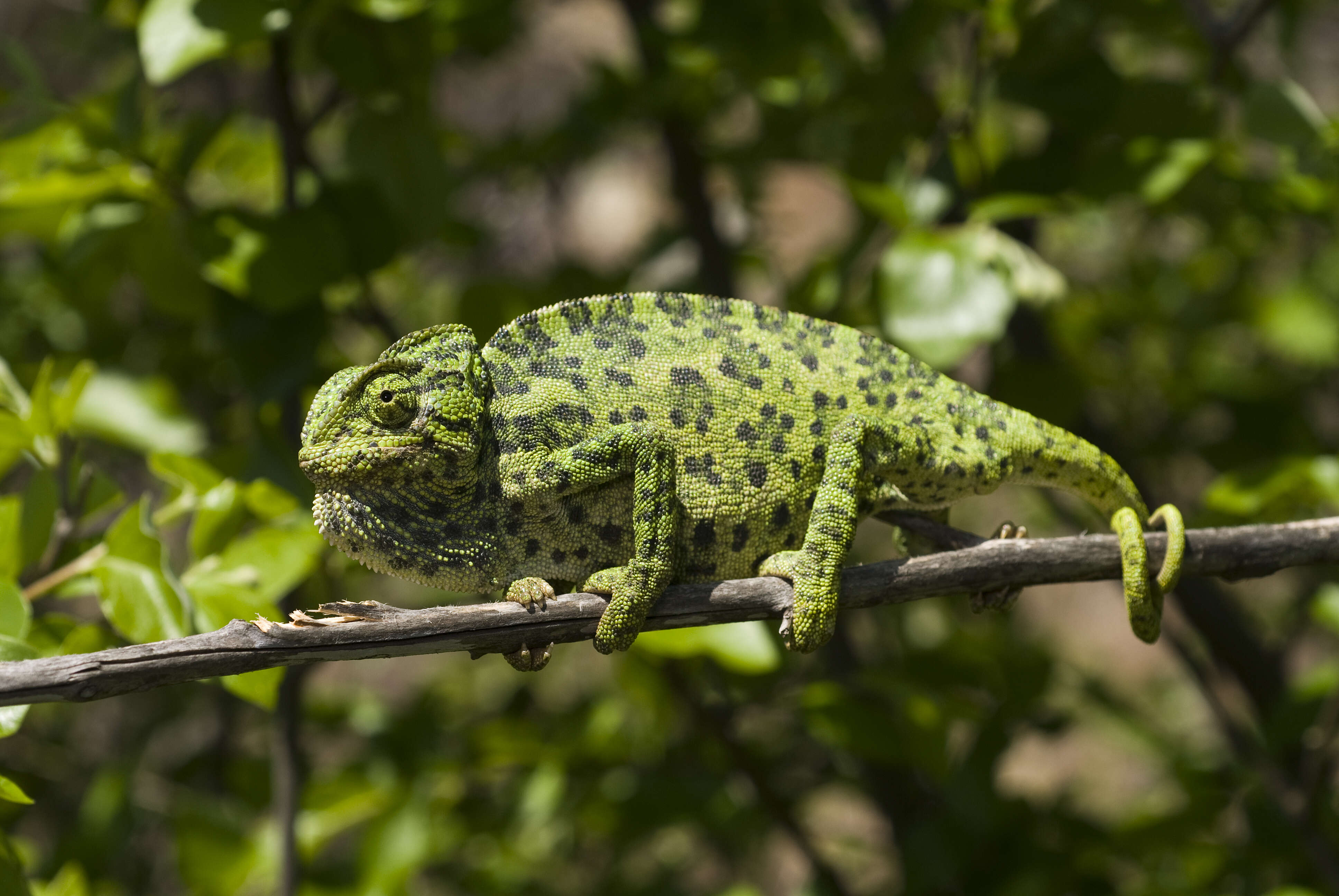 Image de Caméléon commun