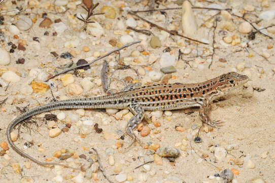 Plancia ëd Acanthodactylus erythrurus (Schinz 1833)