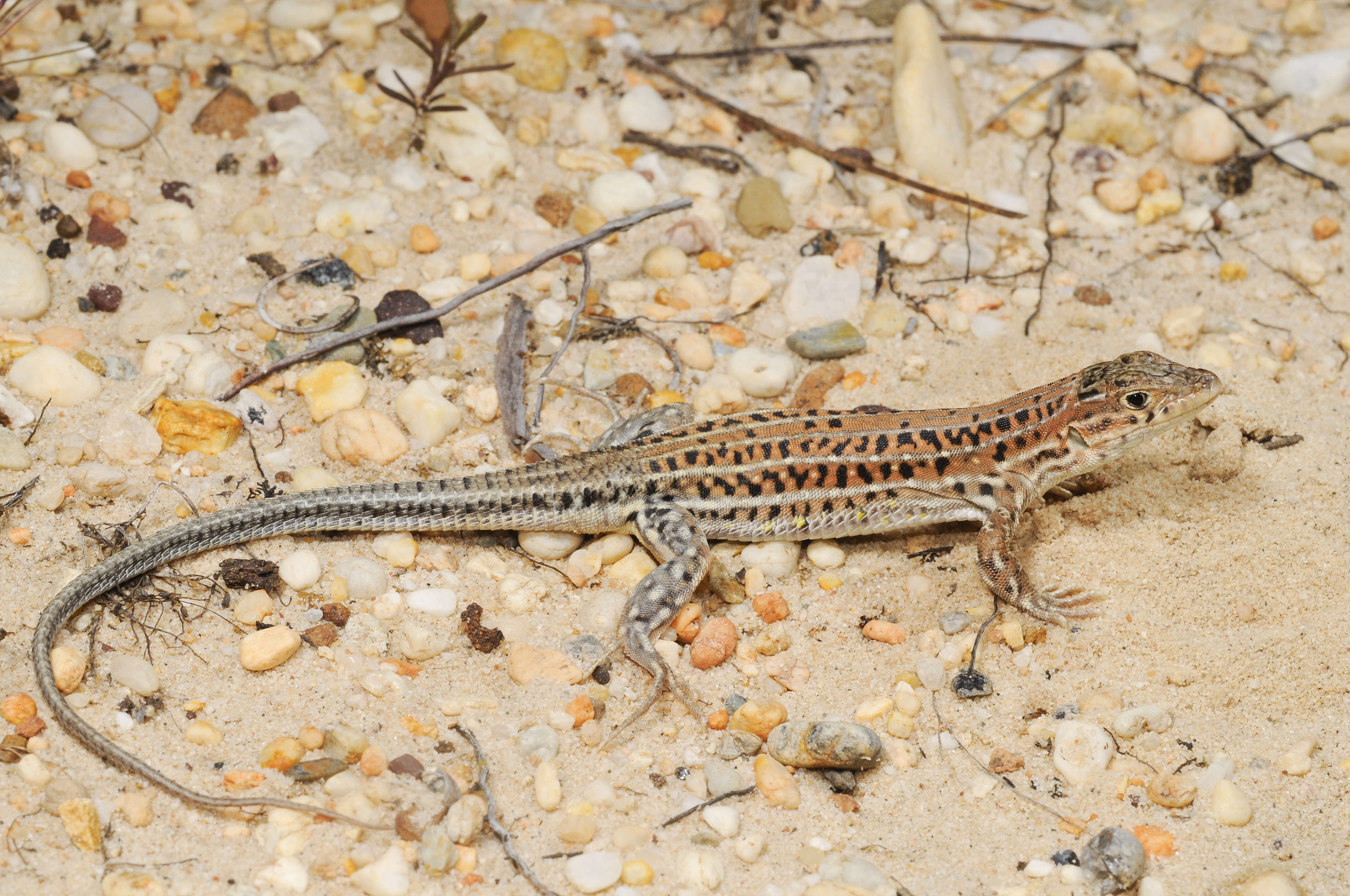 Imagem de Acanthodactylus erythrurus (Schinz 1833)