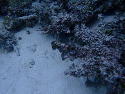 Image of Variegated lizardfish