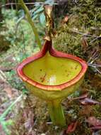 صورة Nepenthes eymae Sh. Kurata