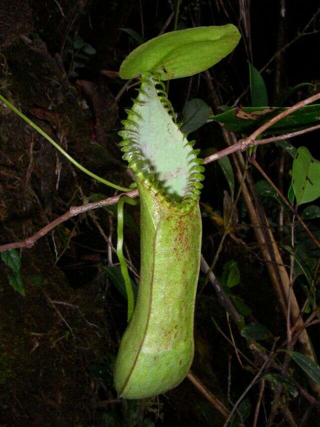 钩唇猪笼草的圖片