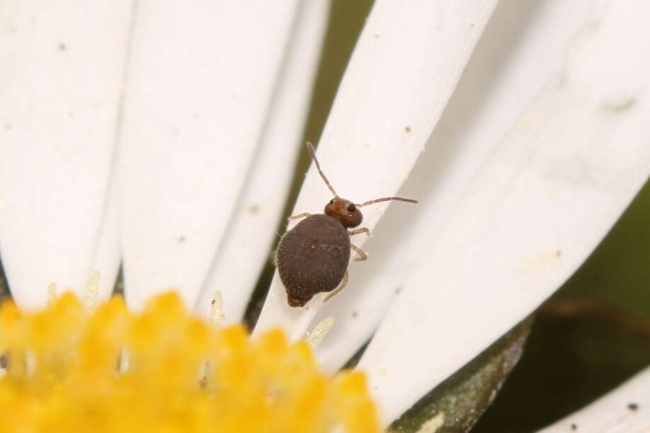 Image of Garden Springtail