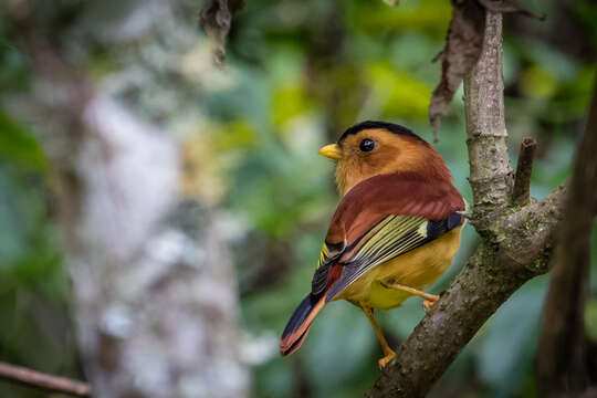 Image of Black-capped Piprites