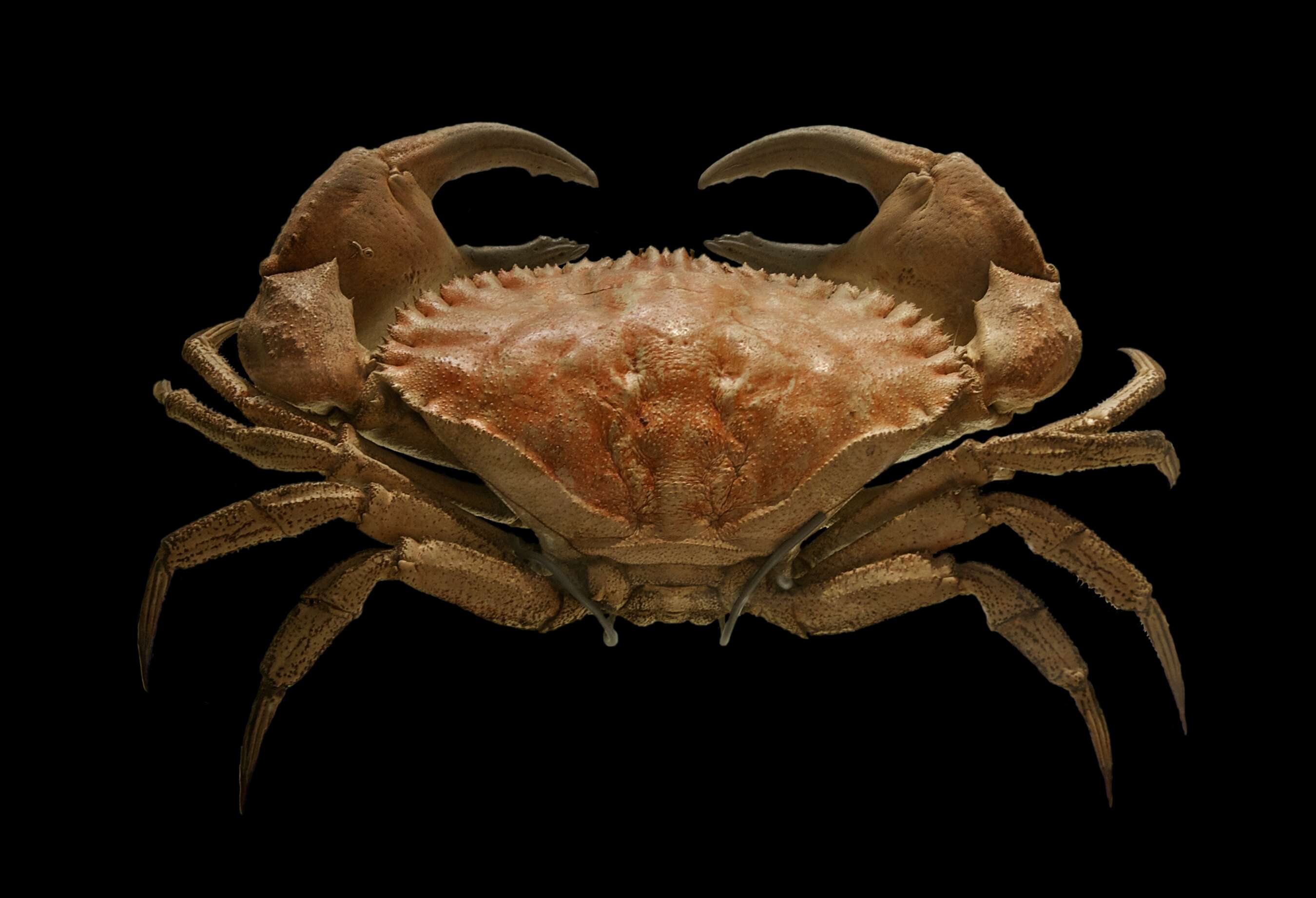 Image of toothed rock crab