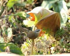 Image of Hill Prinia