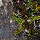 Image de Austroblechnum penna-marina subsp. alpina (R. Br.)