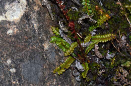 Plancia ëd Austroblechnum penna-marina subsp. alpina (R. Br.)