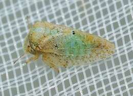 Image of Olive psyllid