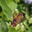 Image of Palpada vinetorum (Fabricius 1799)