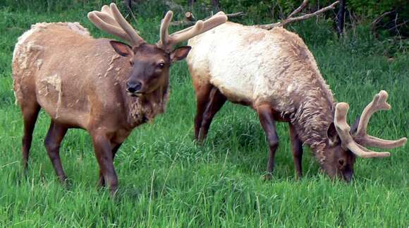 Image of North American elk