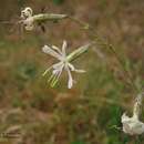 Imagem de Silene nutans subsp. nutans