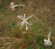 Silene nutans subsp. nutans resmi