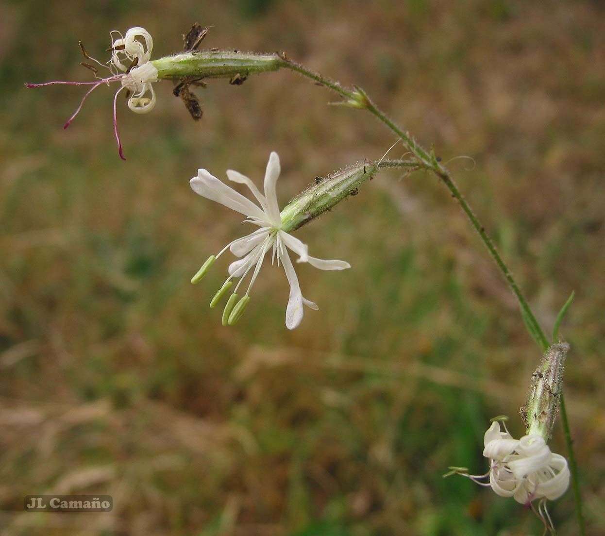 Imagem de Silene nutans subsp. nutans