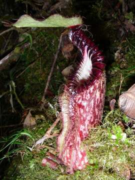 Image of Pitcher plant