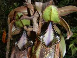 Image of Pitcher plant