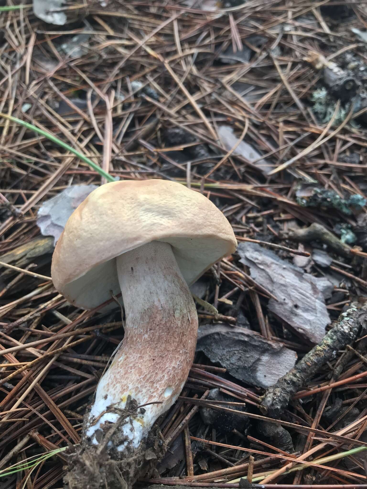 Image of Boletus subcaerulescens (E. A. Dick & Snell) Both, Bessette & A. R. Bessette 2000